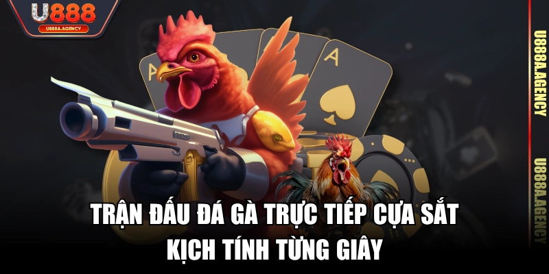 Trận đấu đá gà trực tiếp cựa sắt kịch tính từng giây 